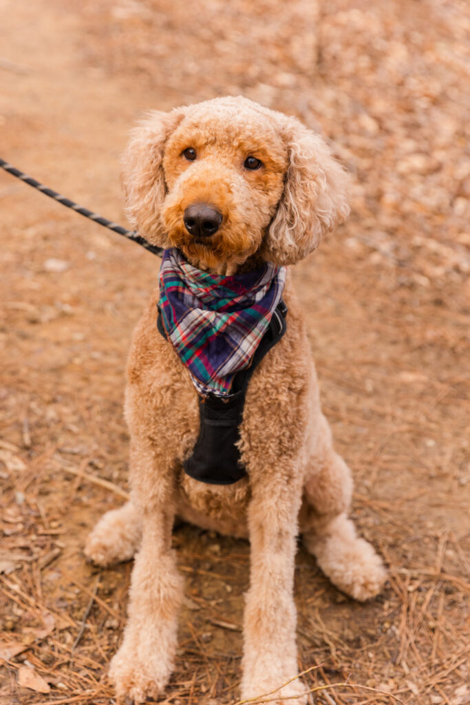 portrait of a golden-doodle in a park by Atlanta family photographer Laure Photography
